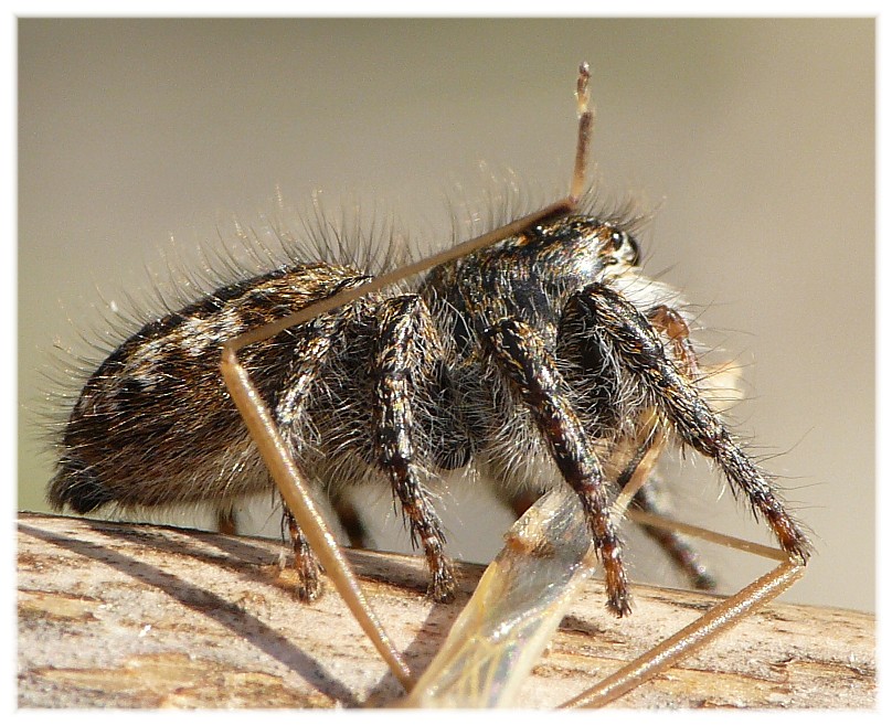 Ragni vari(Gnaphosidae, Lycosidae, Theridiidae, Thomisidae.)